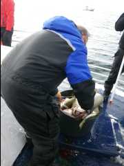 Cod Fishing37